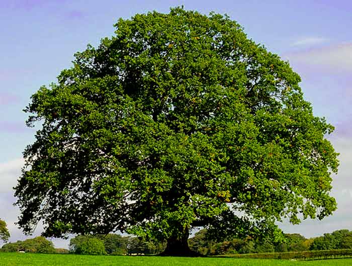 english oak